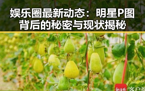 娱乐圈最新动态：明星P图背后的秘密与现状揭秘